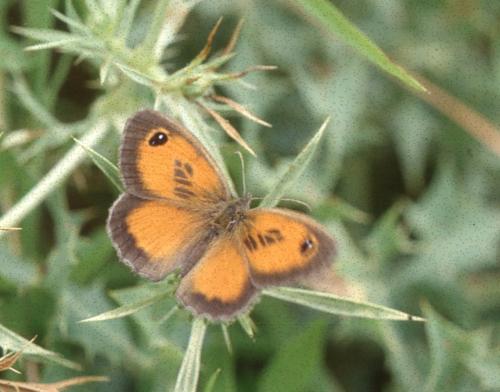 Pyronia cecilia